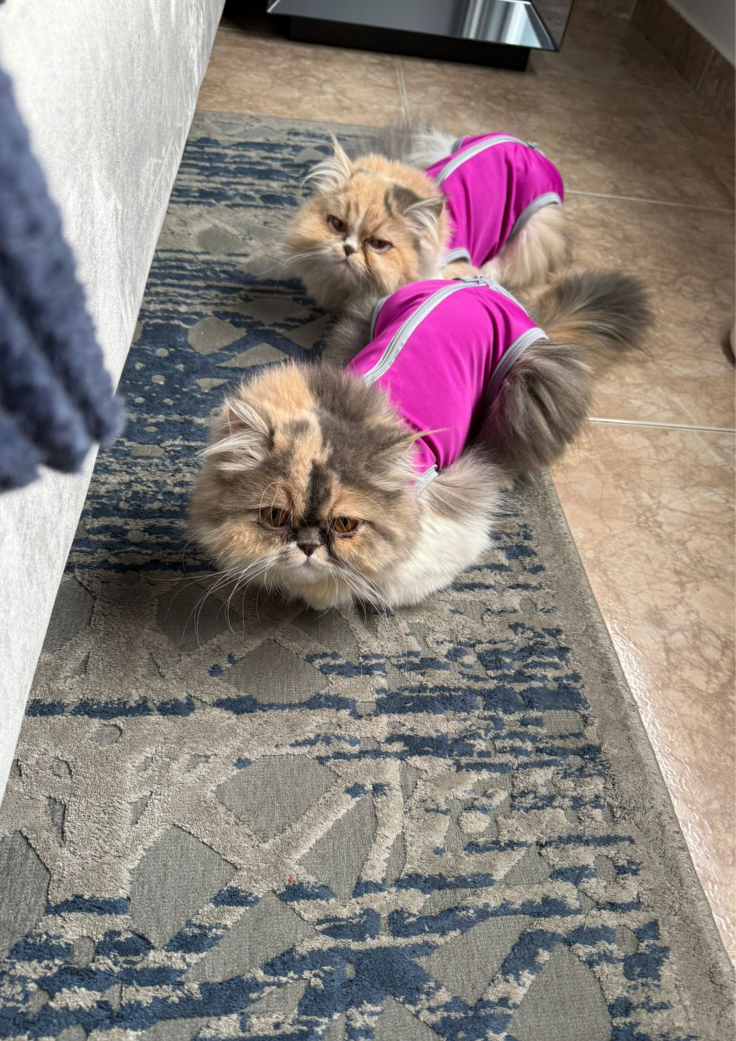 Faja de Recuperación para Gatos