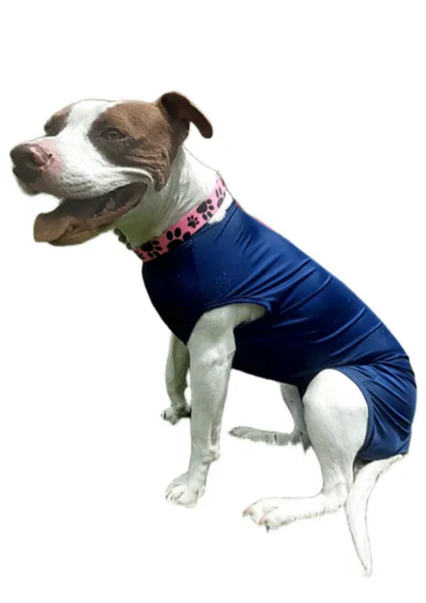 Faja Postquirúrgica Perros
