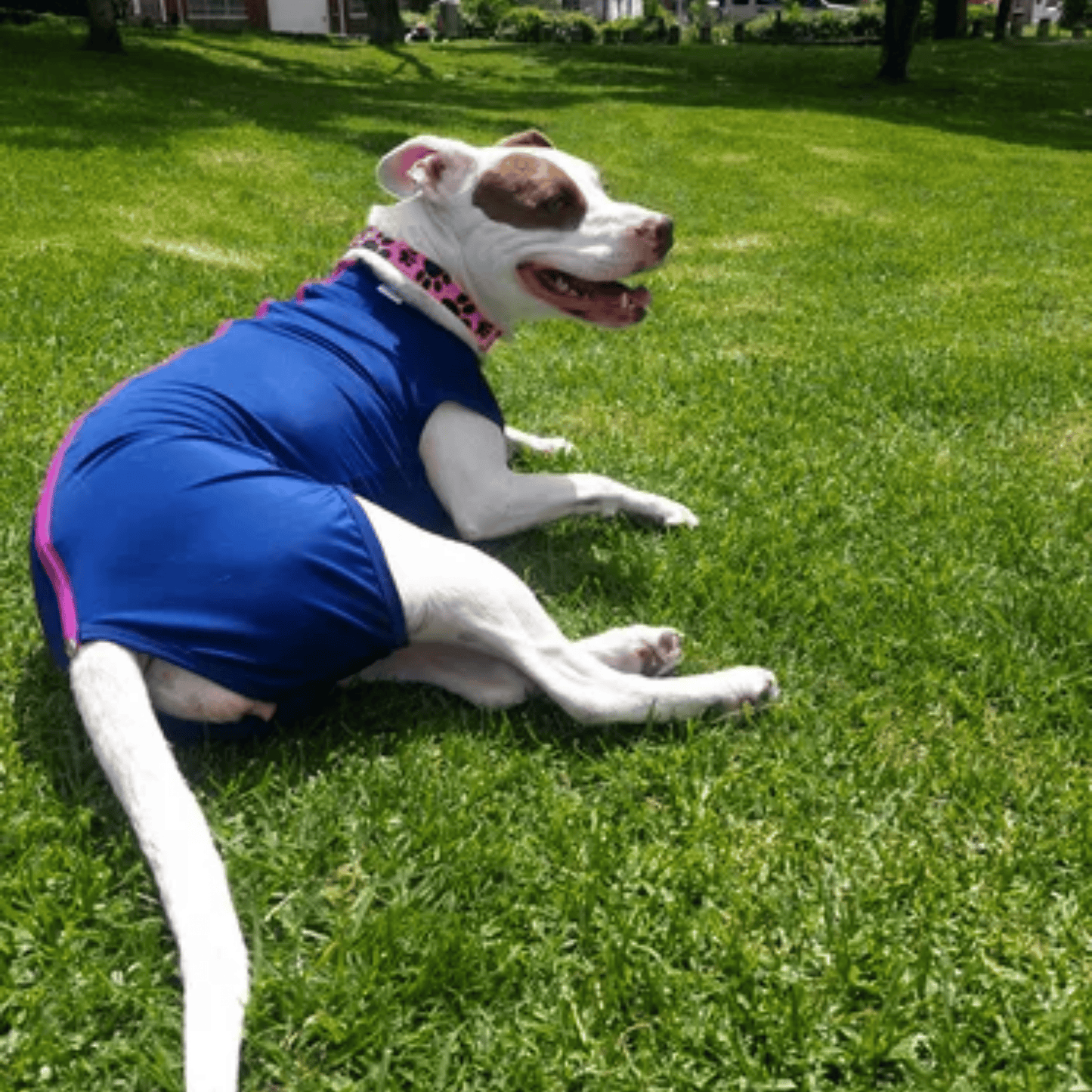 Faja Postquirúrgica Perros