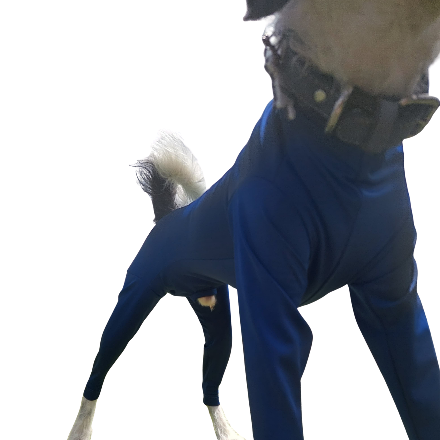 Faja Postquirúrgica Perros