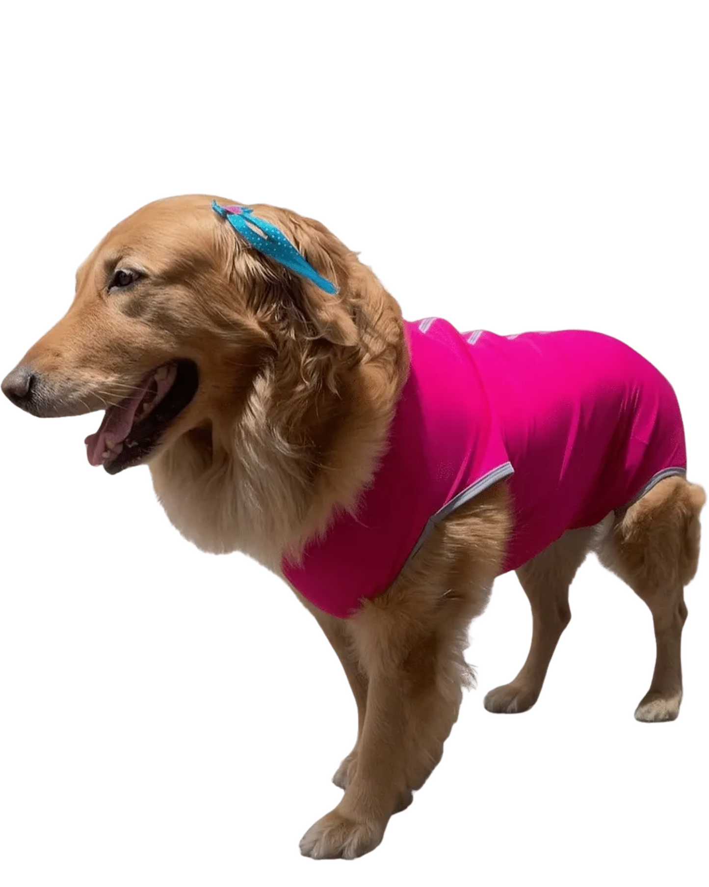 Faja Postquirúrgica Perros