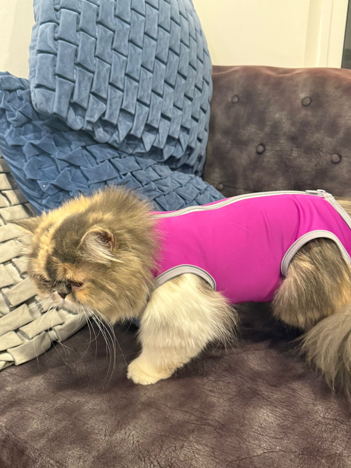 Faja de Recuperación para Gatos