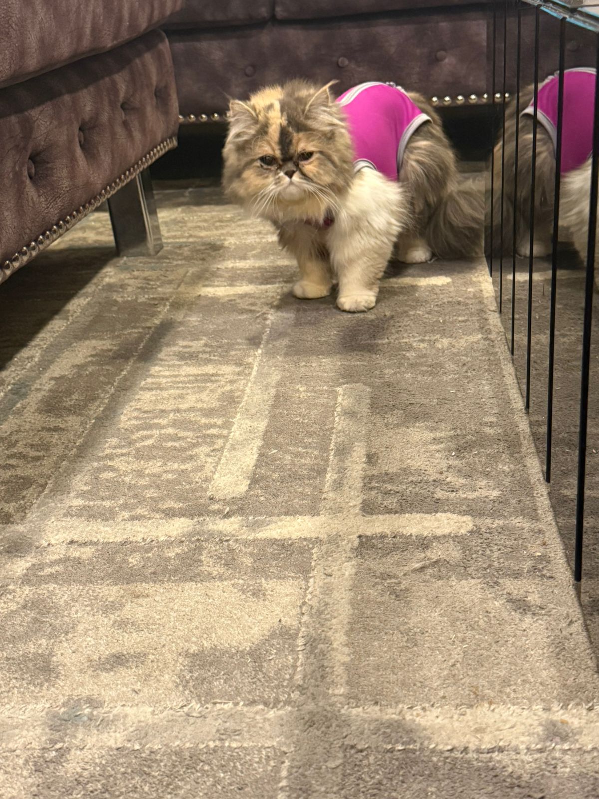 Faja de Recuperación para Gatos