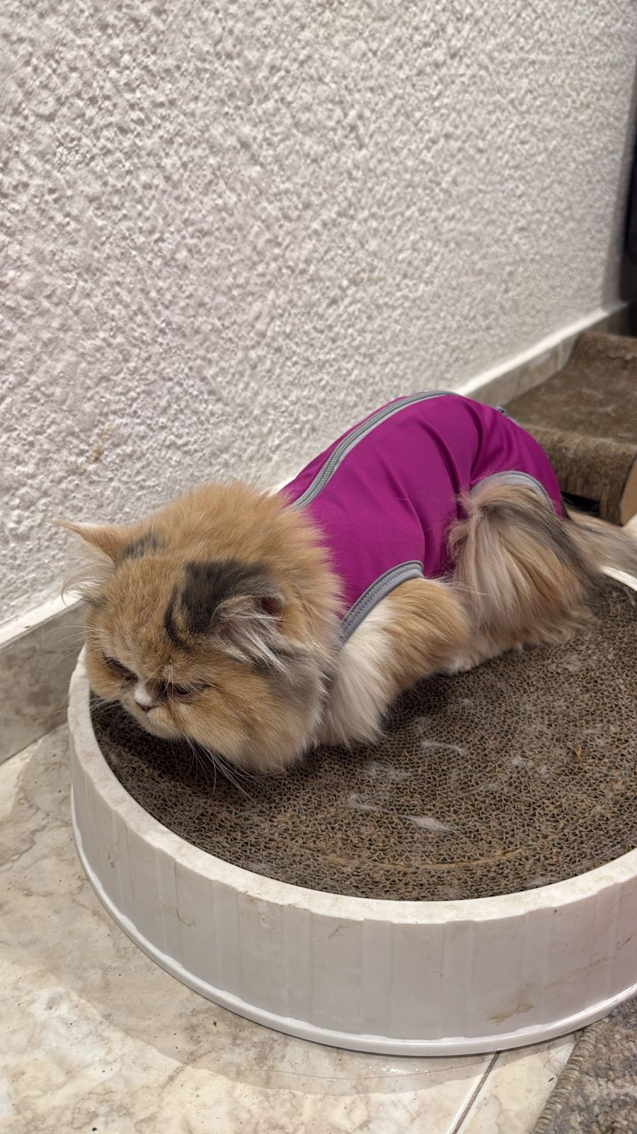 Faja de Recuperación para Gatos