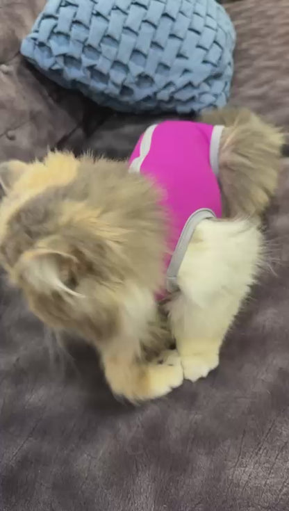 Faja de Recuperación para Gatos